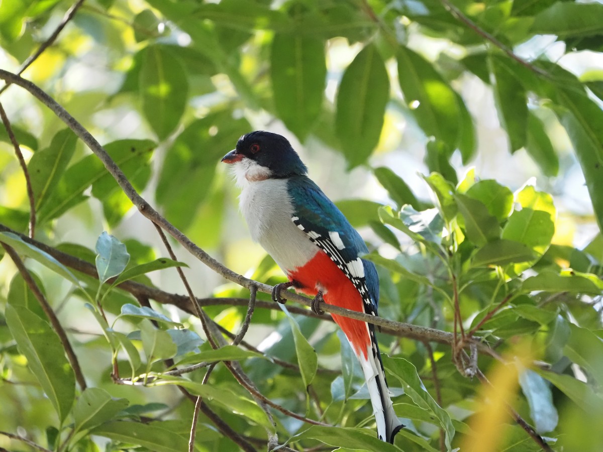 Cuban Trogon - ML633396815