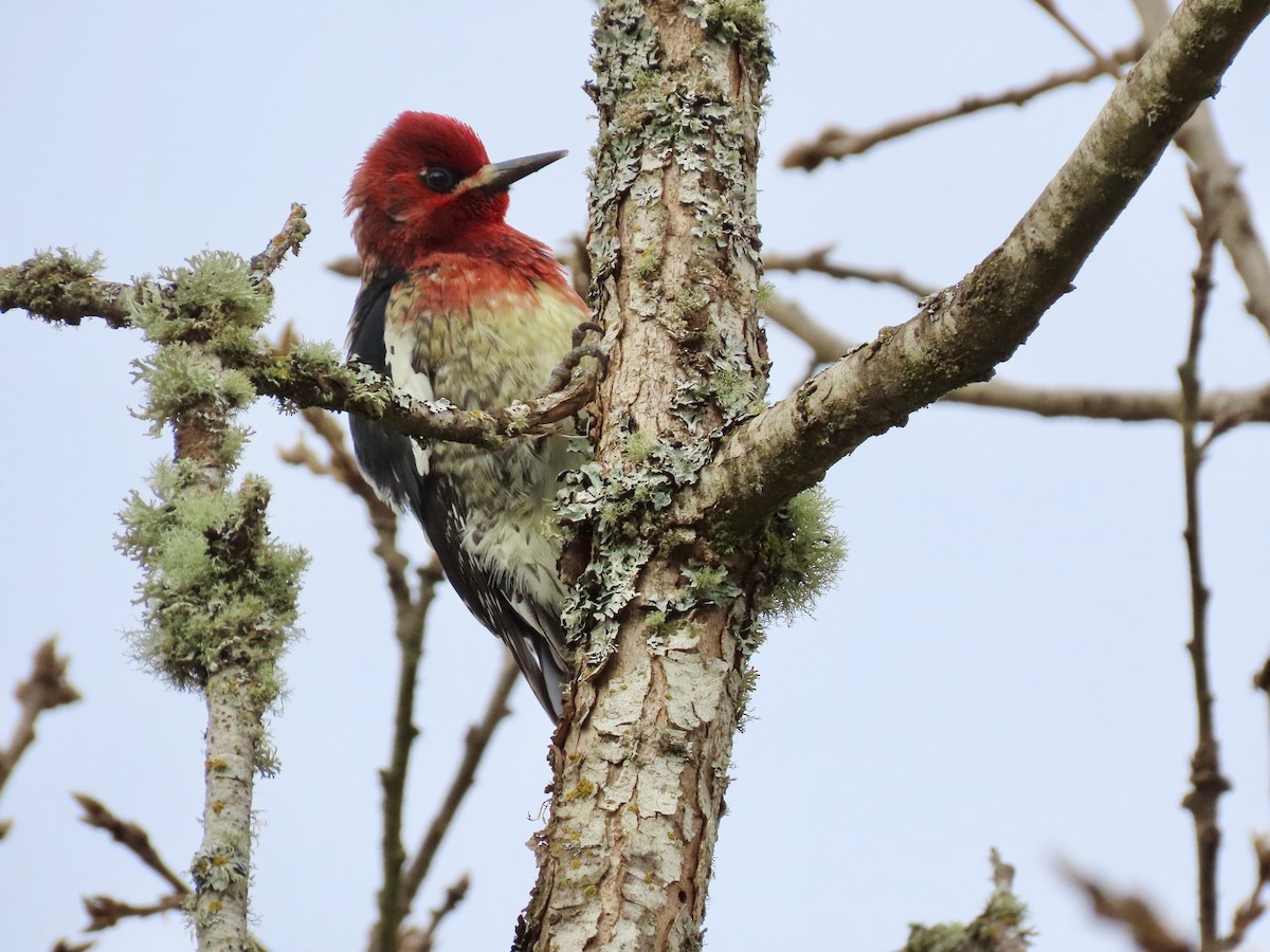 Red-breasted Sapsucker - ML633396819