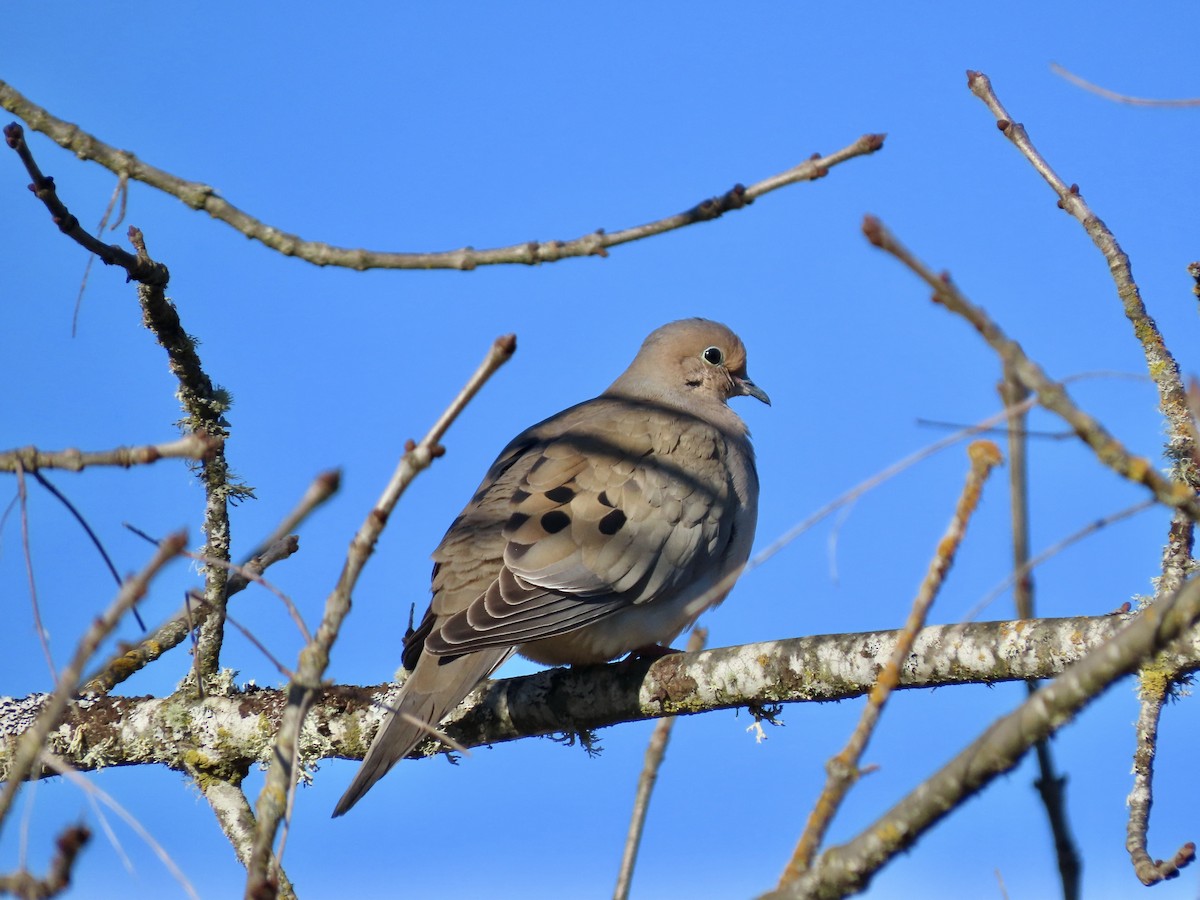 Mourning Dove - ML633396939