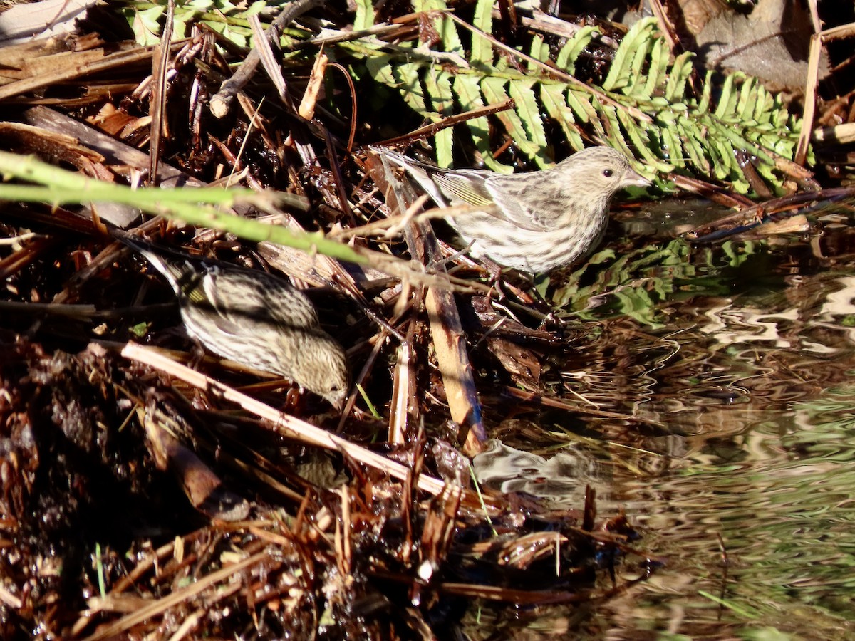 Pine Siskin - ML633396975