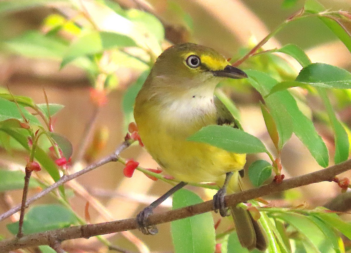 White-eyed Vireo - ML633396992
