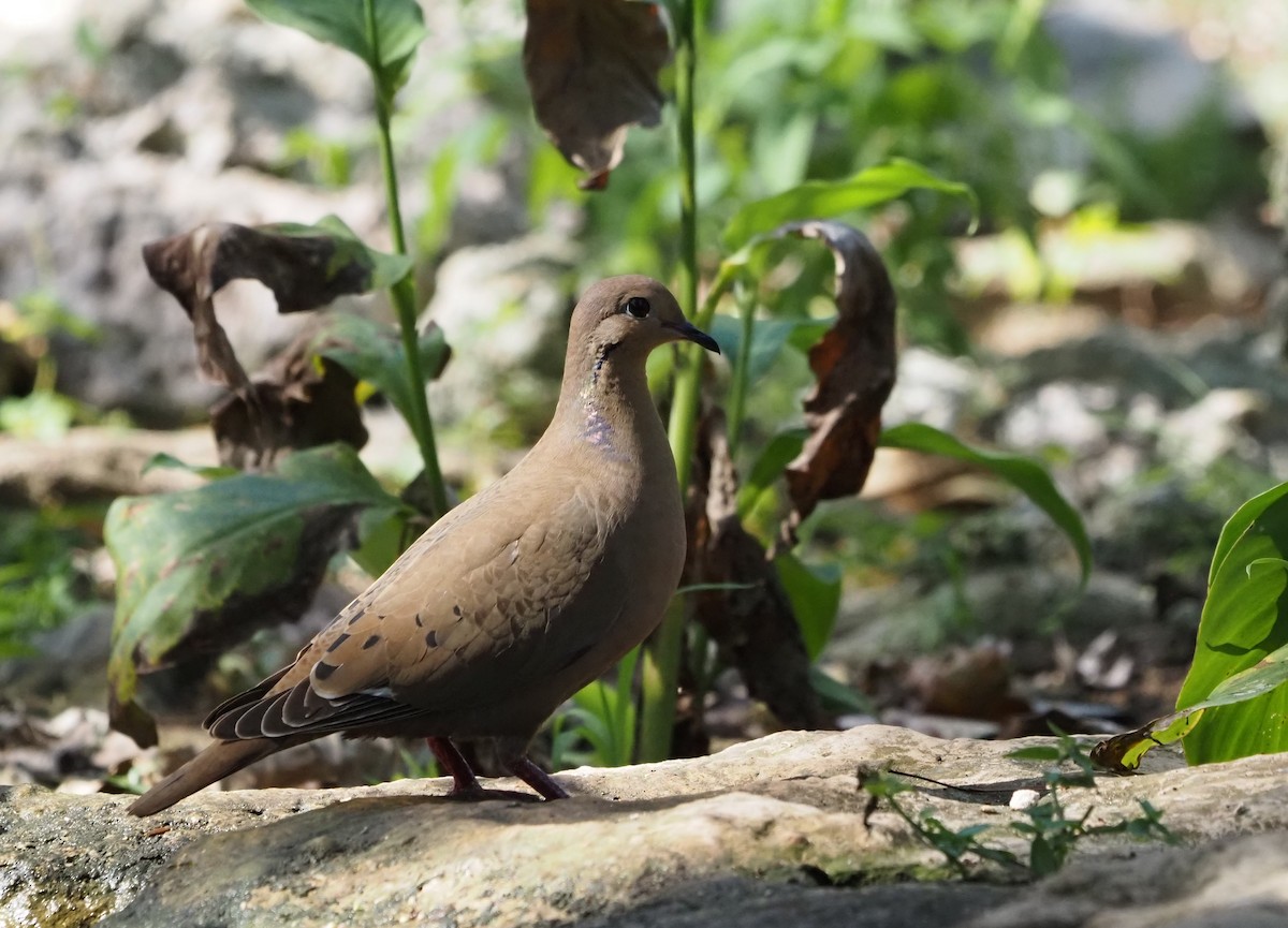 Zenaida Dove - ML633397111