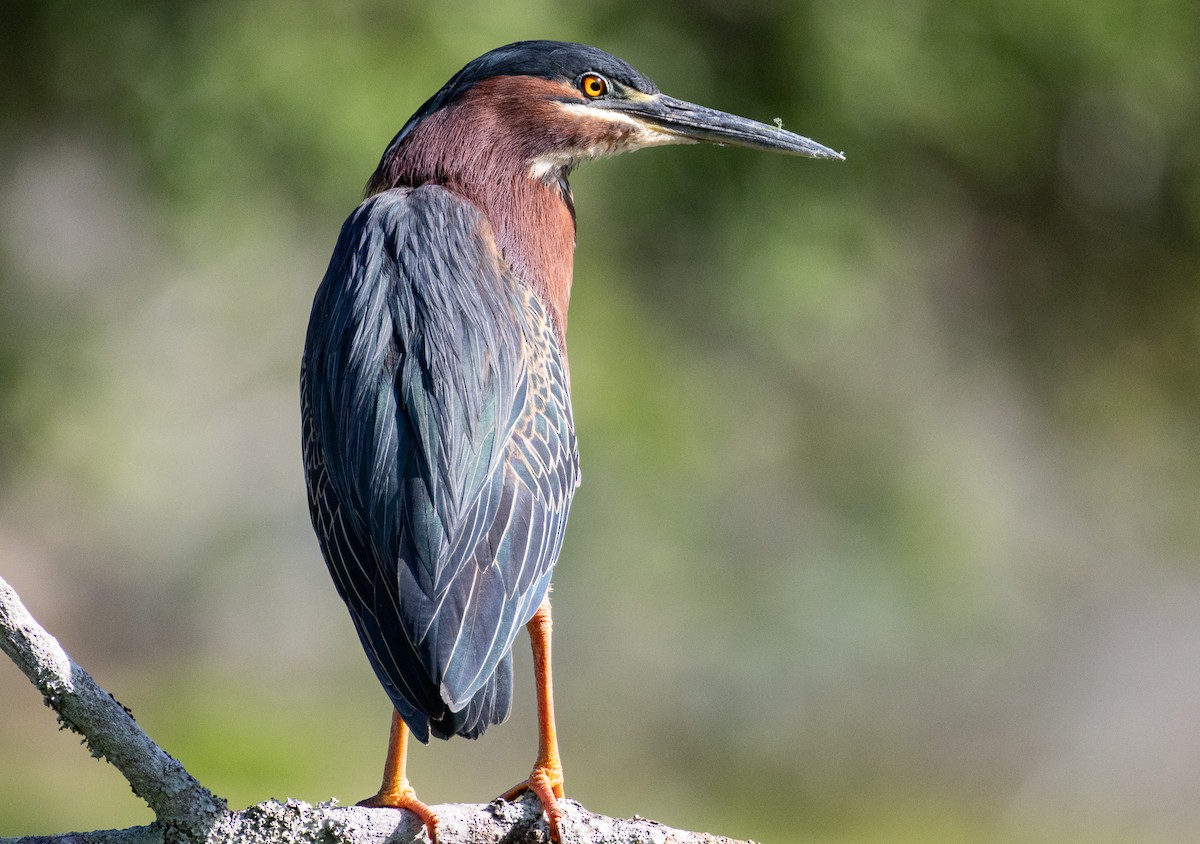 Green Heron - ML633397128