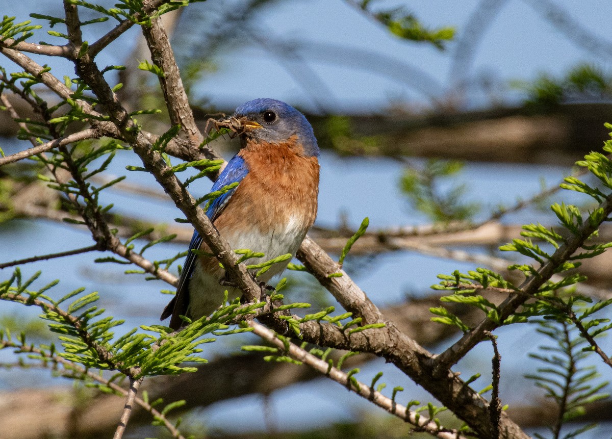 Eastern Bluebird - ML633397153