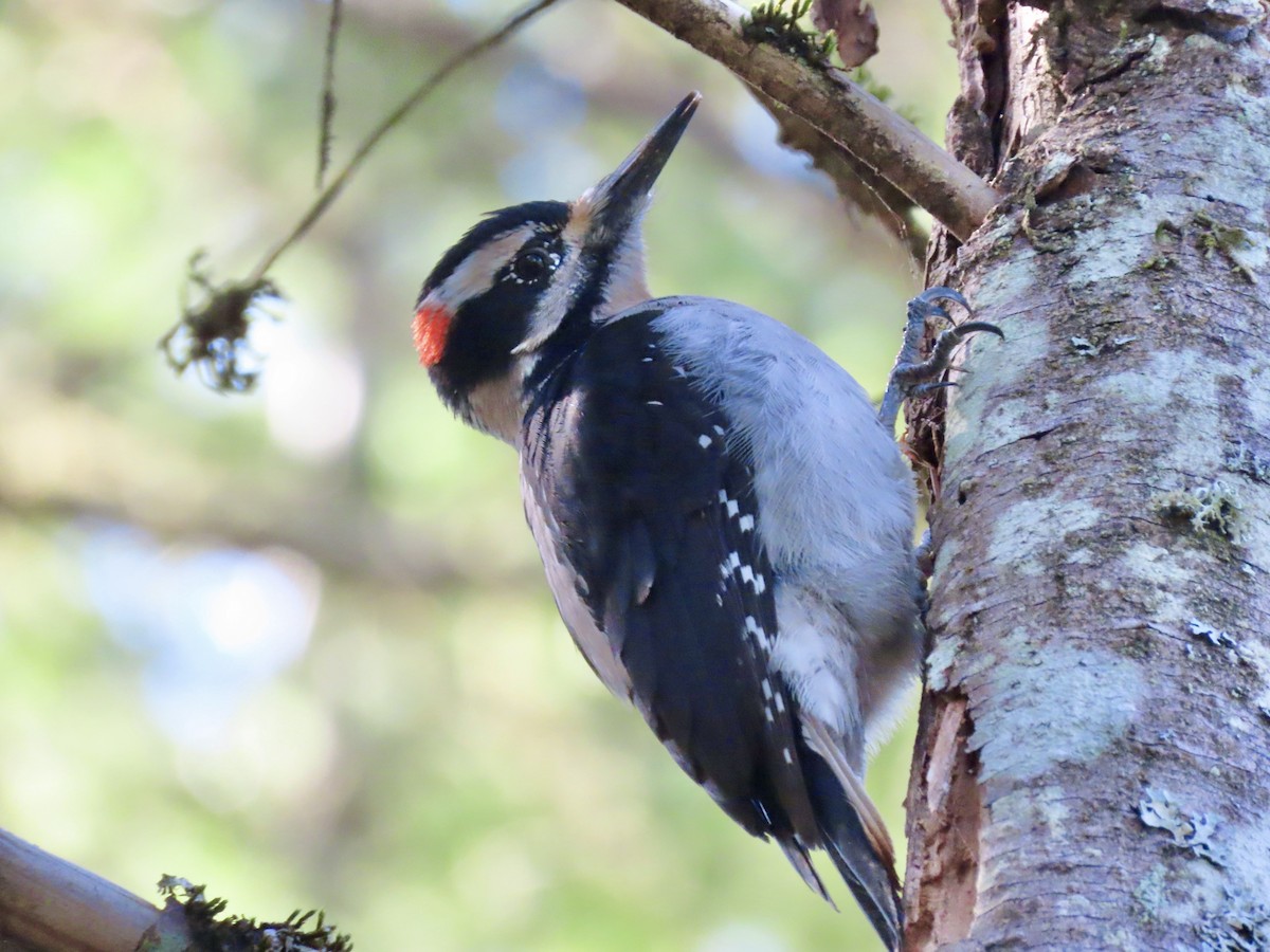 Hairy Woodpecker (Pacific) - ML633397156