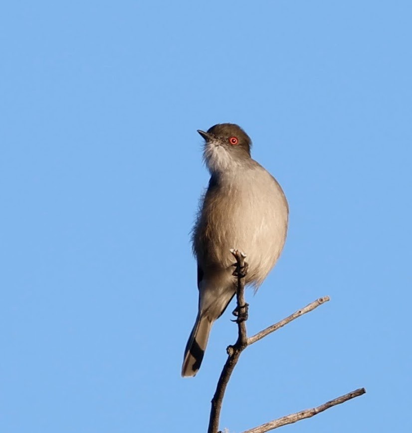 Fire-eyed Diucon - ML633397161