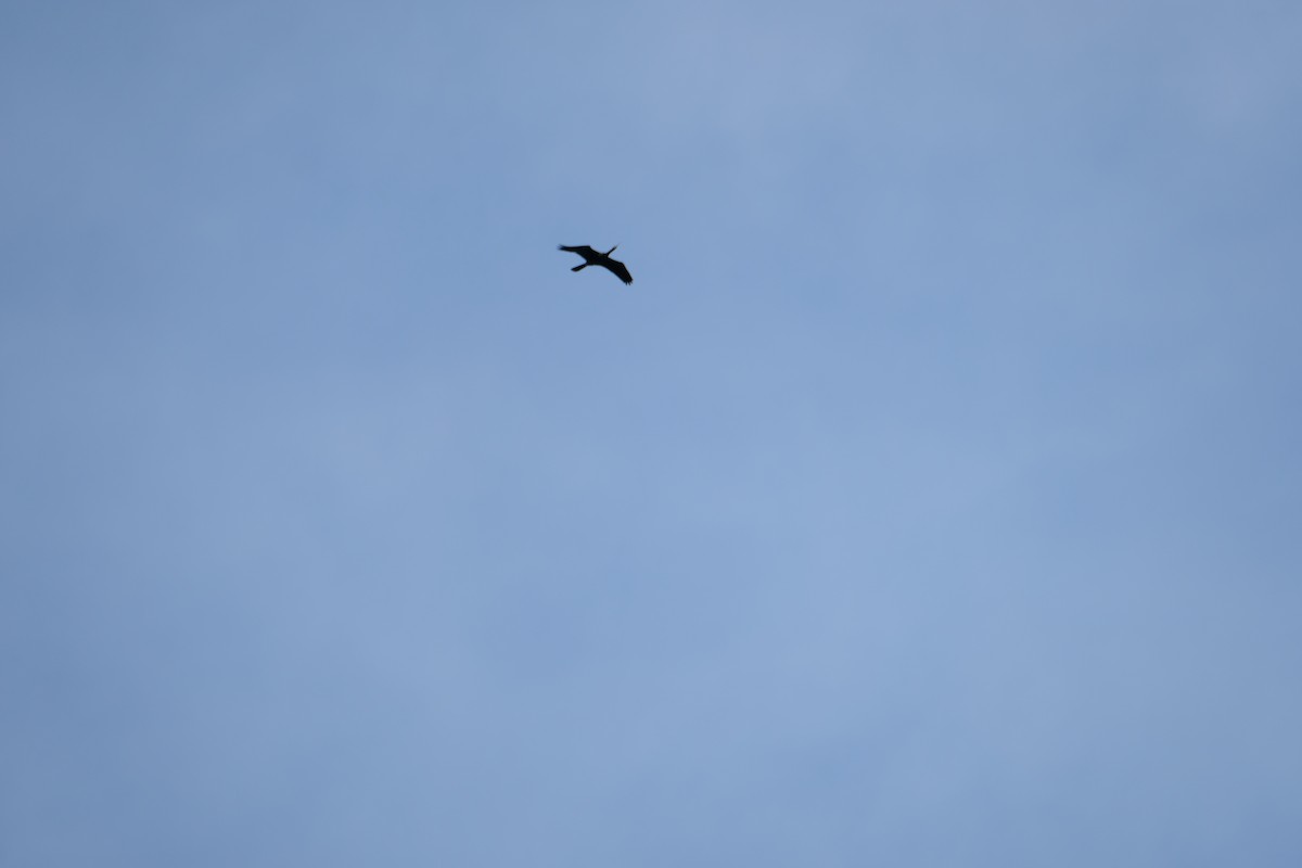 Double-crested Cormorant - ML633397196