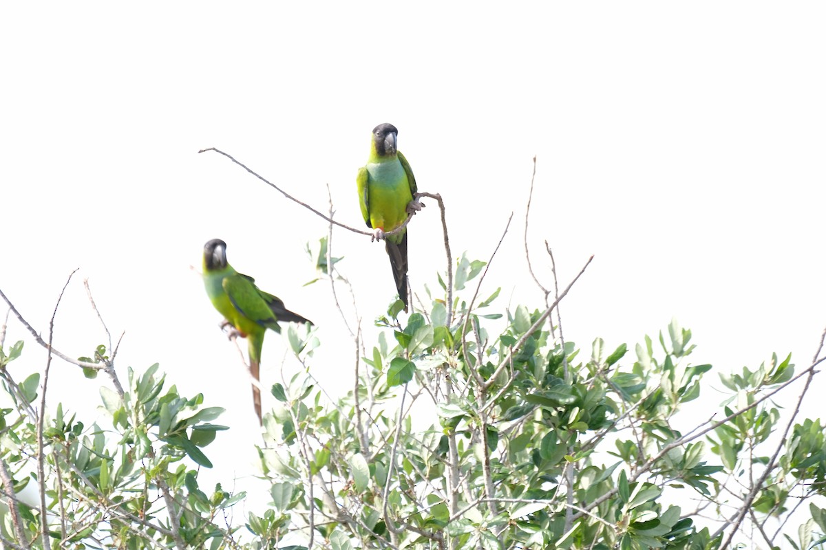 Nanday Parakeet - ML633397198