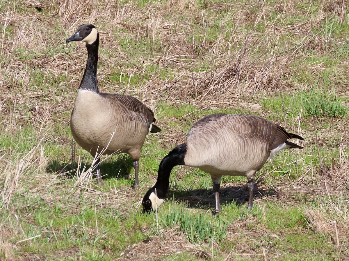 Canada Goose (moffitti/maxima) - ML633397202
