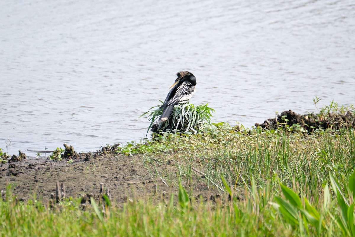 Anhinga - ML633397203
