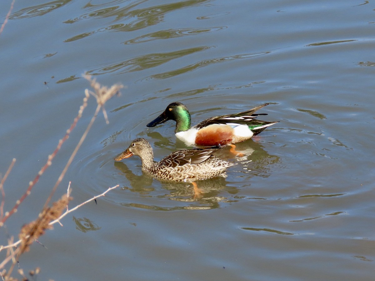 Northern Shoveler - ML633397215