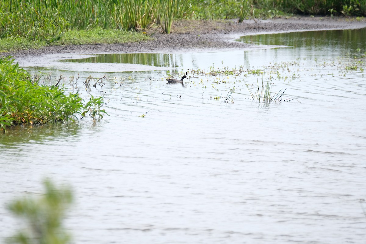 American Coot - ML633397230