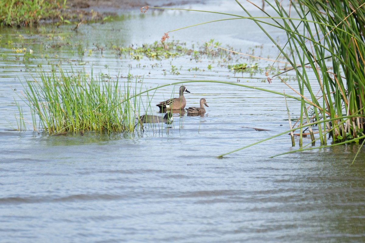 Blue-winged Teal - ML633397254