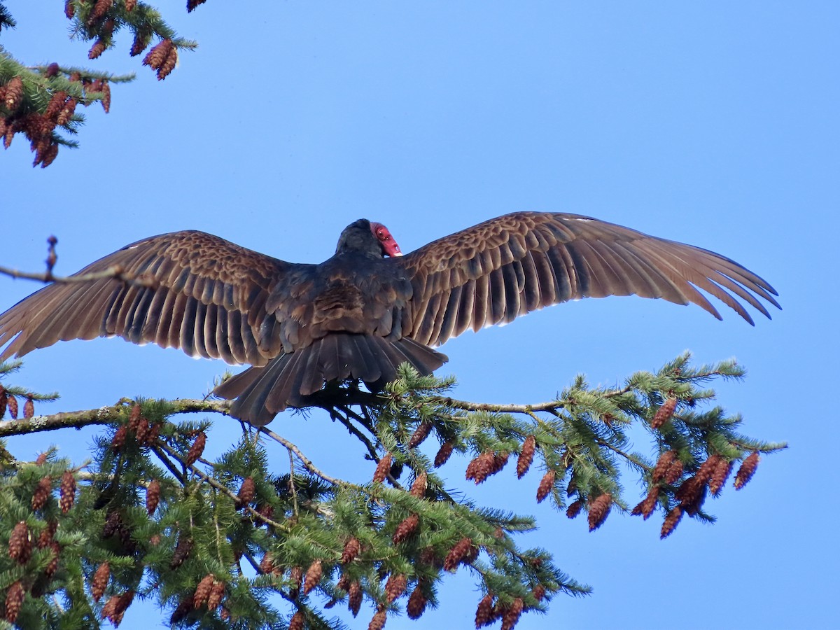 Turkey Vulture - ML633397256