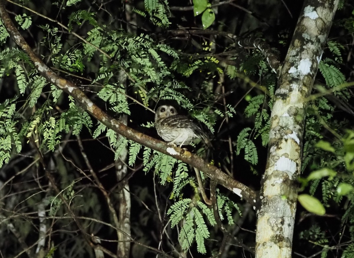 Bare-legged Owl - ML633397287