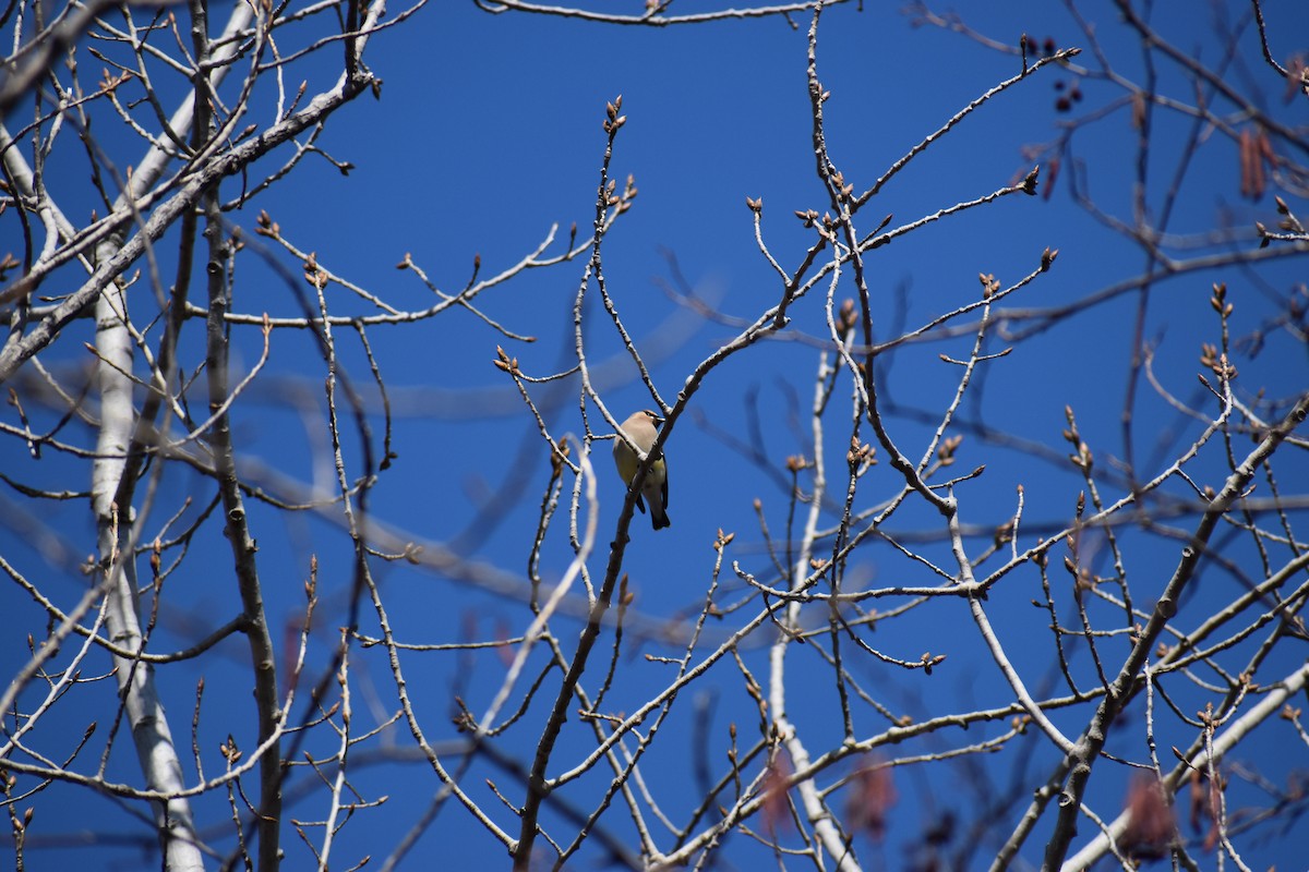 Cedar Waxwing - ML633397298