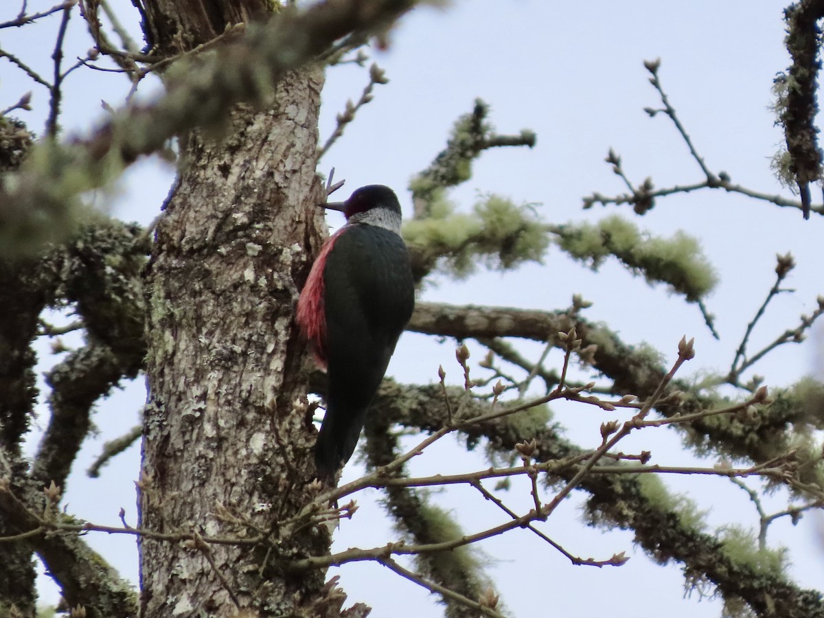 Lewis's Woodpecker - ML633397310