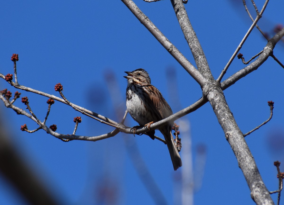 Song Sparrow - ML633397337