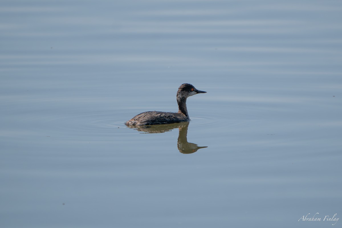 Eared Grebe - ML633397421