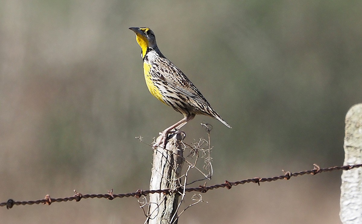 Eastern Meadowlark (Cuban) - ML633397452