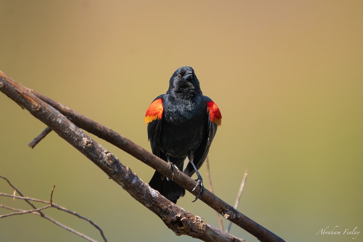 Red-winged Blackbird - ML633397471