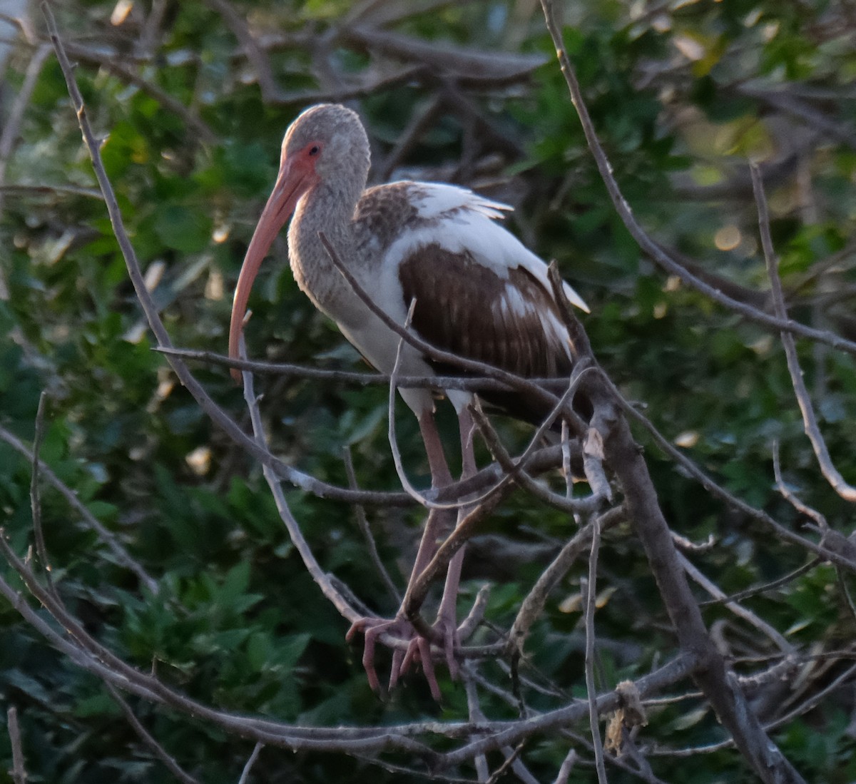 White Ibis - ML633397700