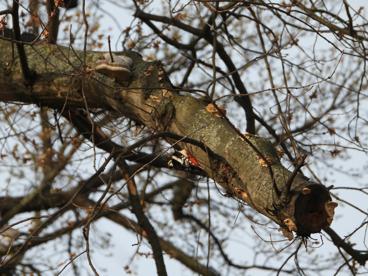 Great Spotted Woodpecker - Ken Endersen