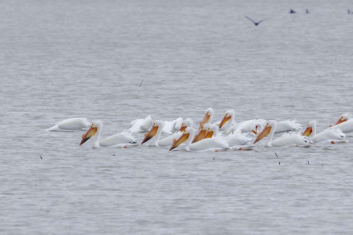 American White Pelican - ML633397720