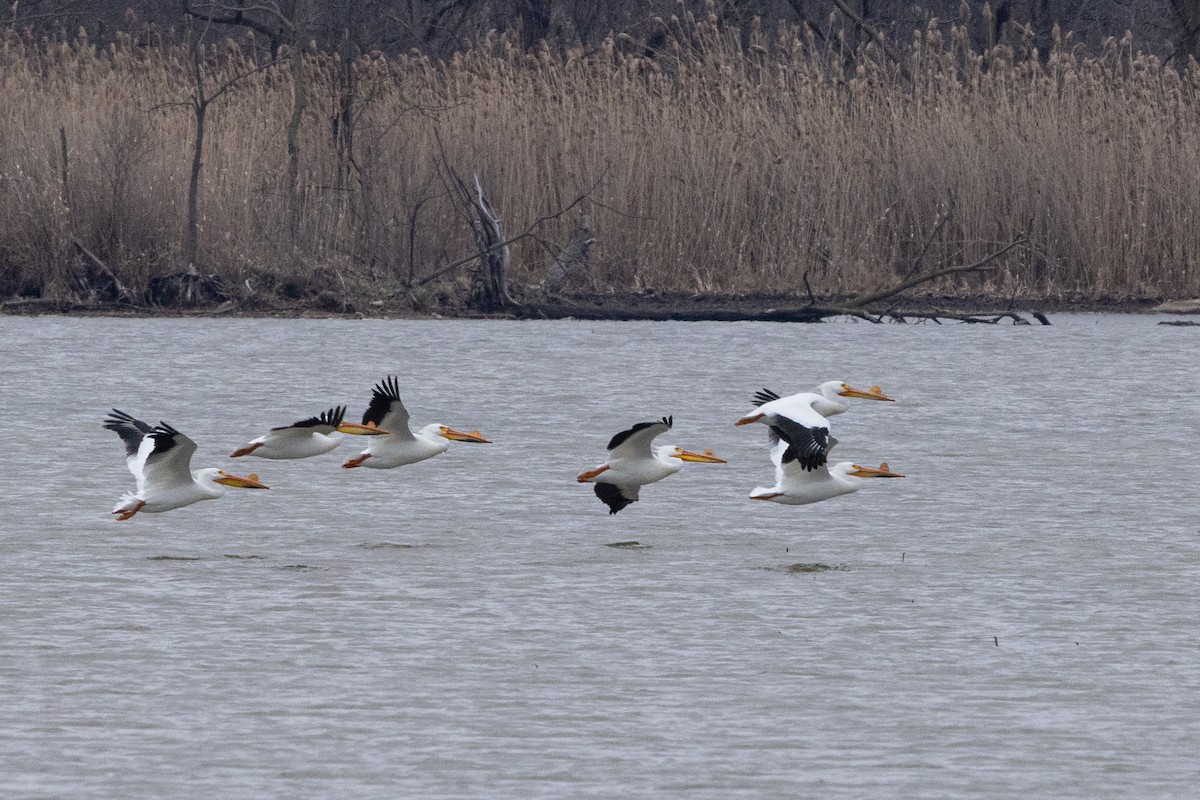 American White Pelican - ML633397721
