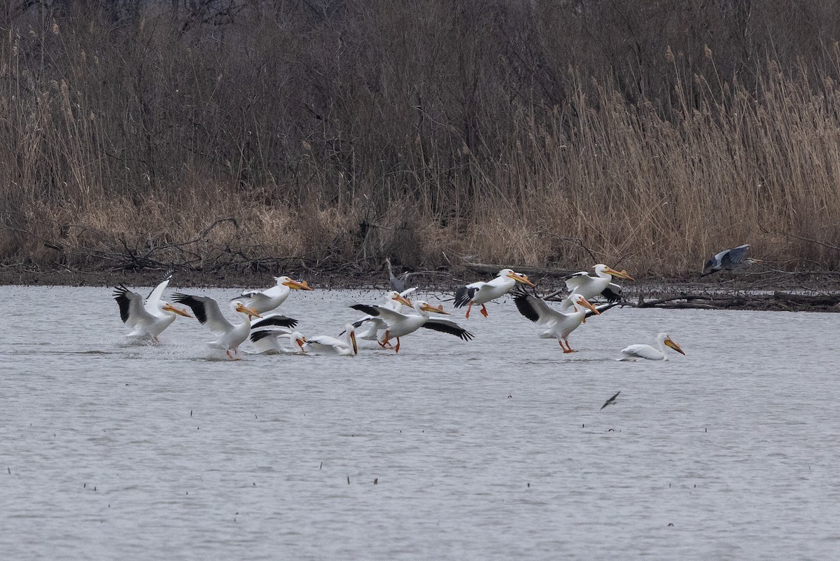 American White Pelican - ML633397723