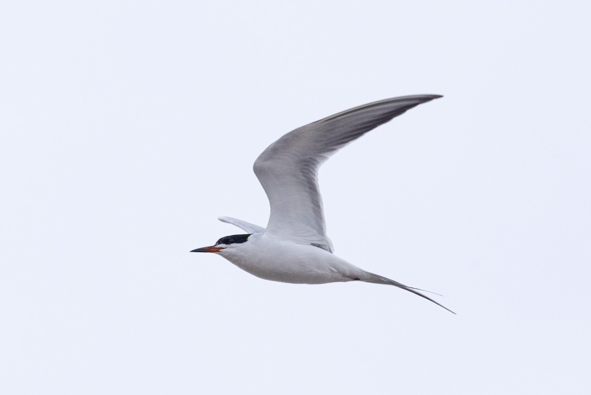 Forster's Tern - ML633397735