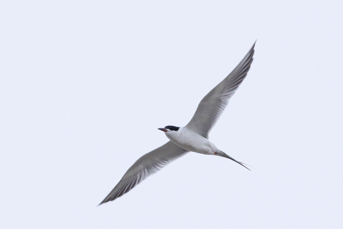 Forster's Tern - ML633397736