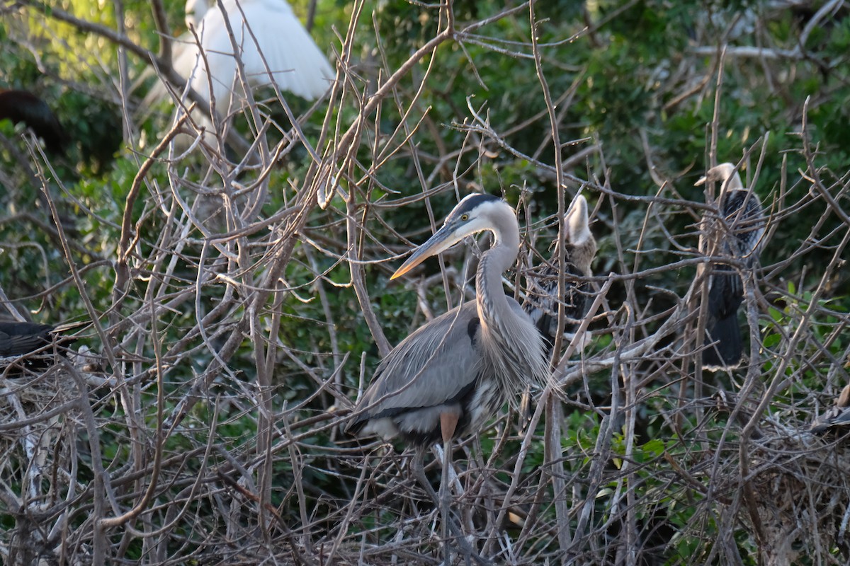 Great Blue Heron - ML633397790