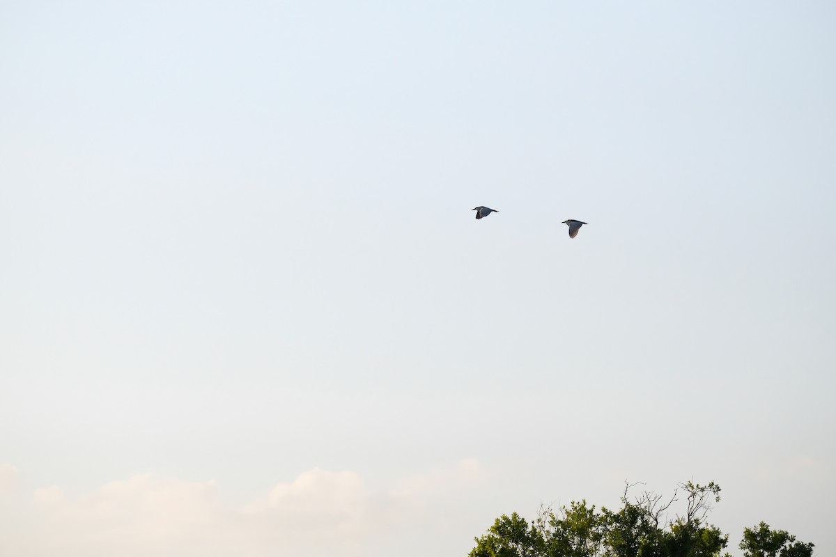 Black-crowned Night Heron - ML633397804