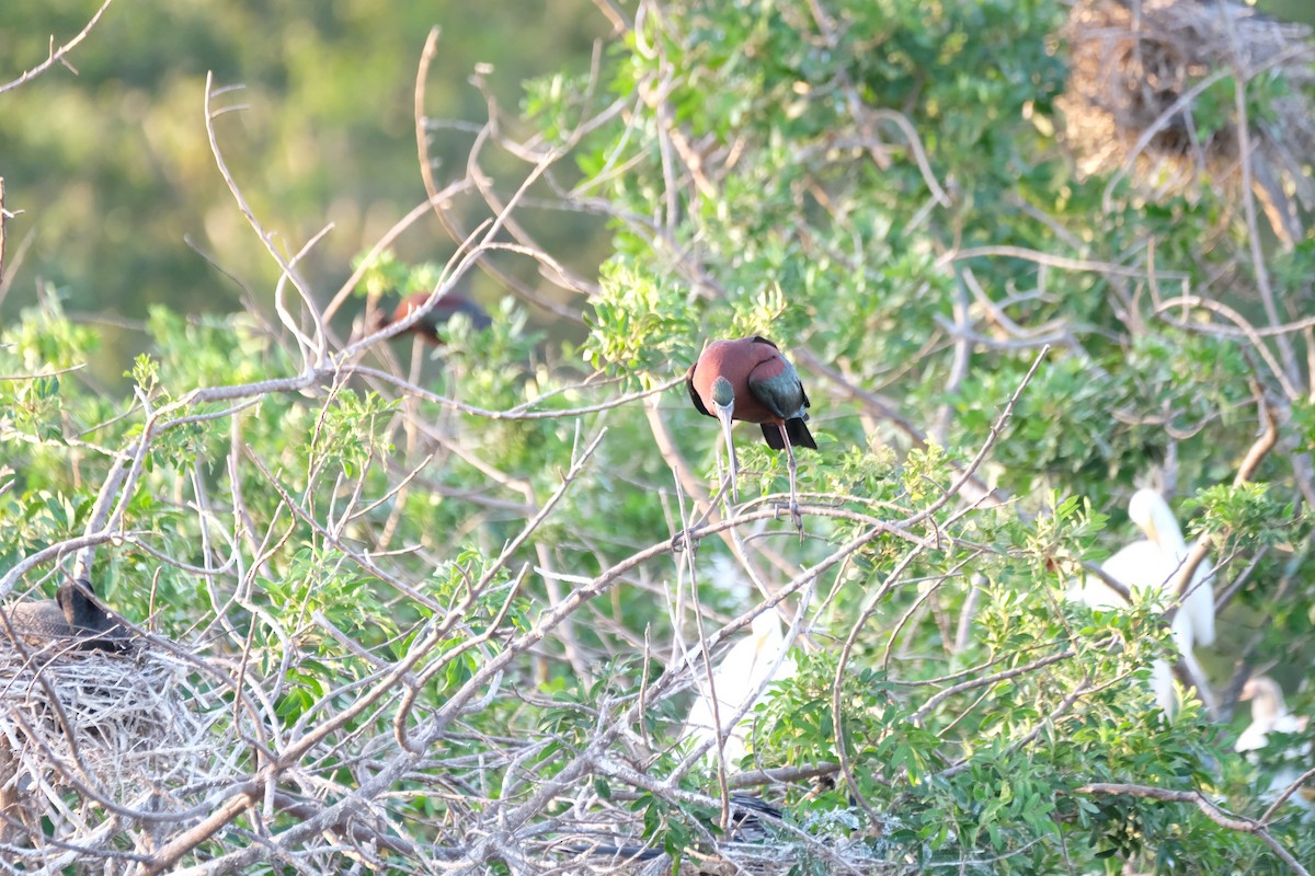 Glossy Ibis - ML633397810