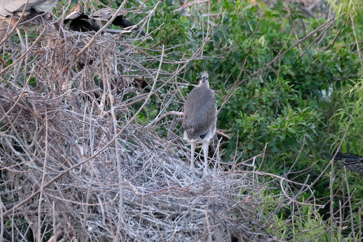 Great Blue Heron - ML633397825