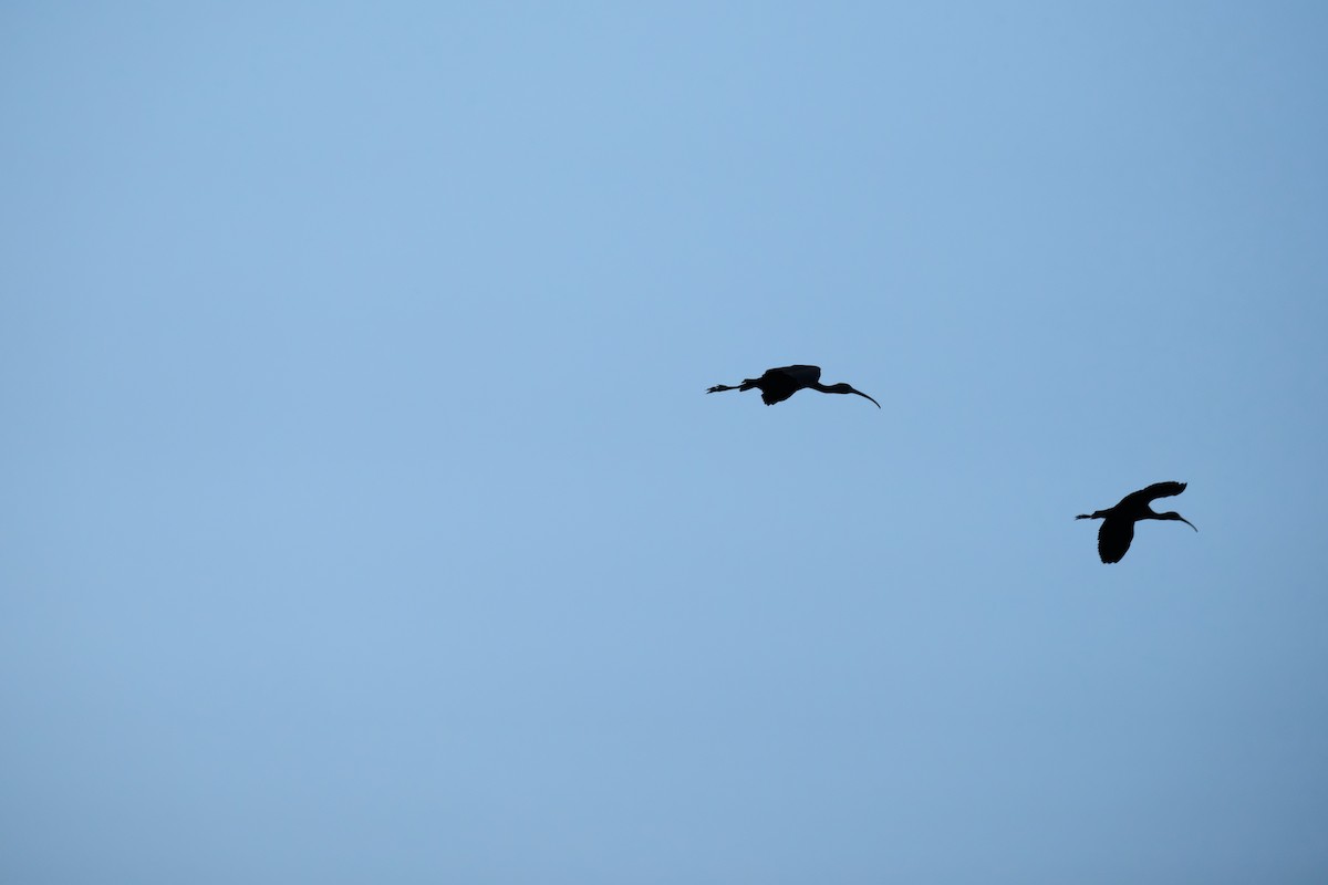 Glossy Ibis - ML633397831