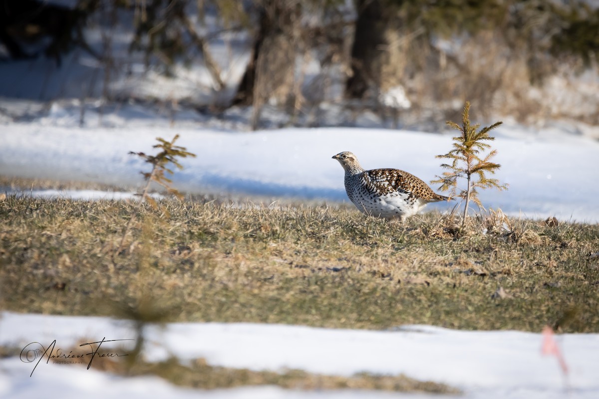 Sharp-tailed Grouse - ML633397839