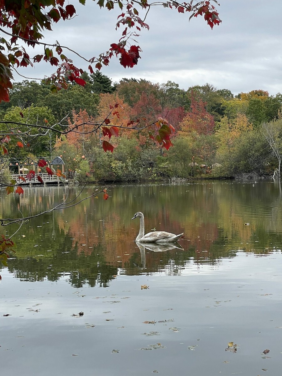 Cigno reale - ML633397845