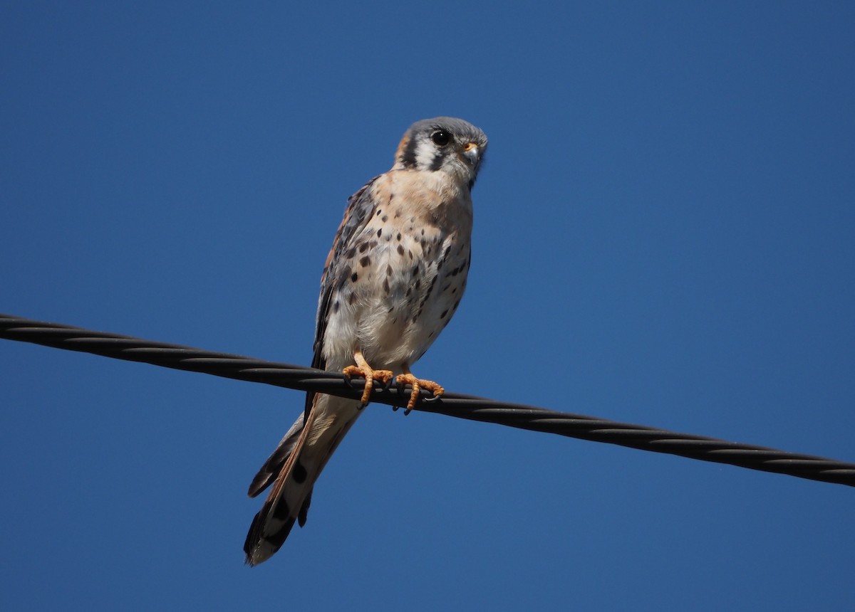 American Kestrel (Northern) - ML633397846