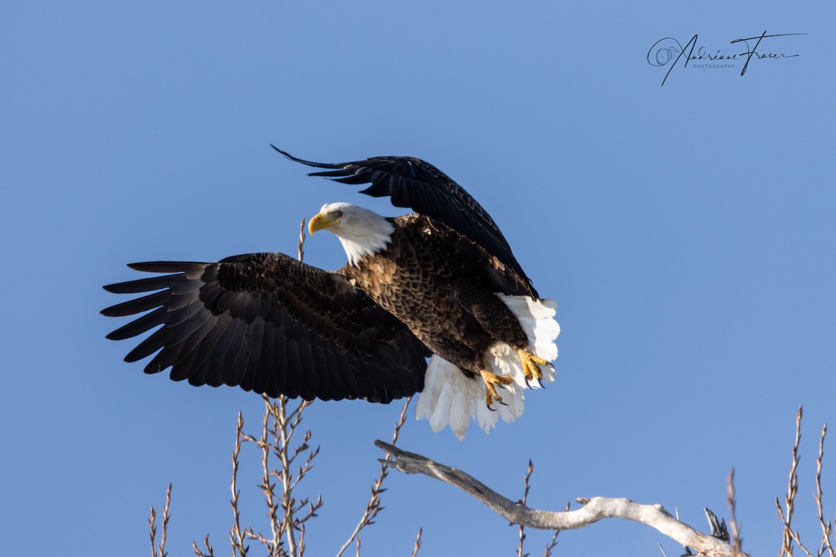 Bald Eagle - ML633397849
