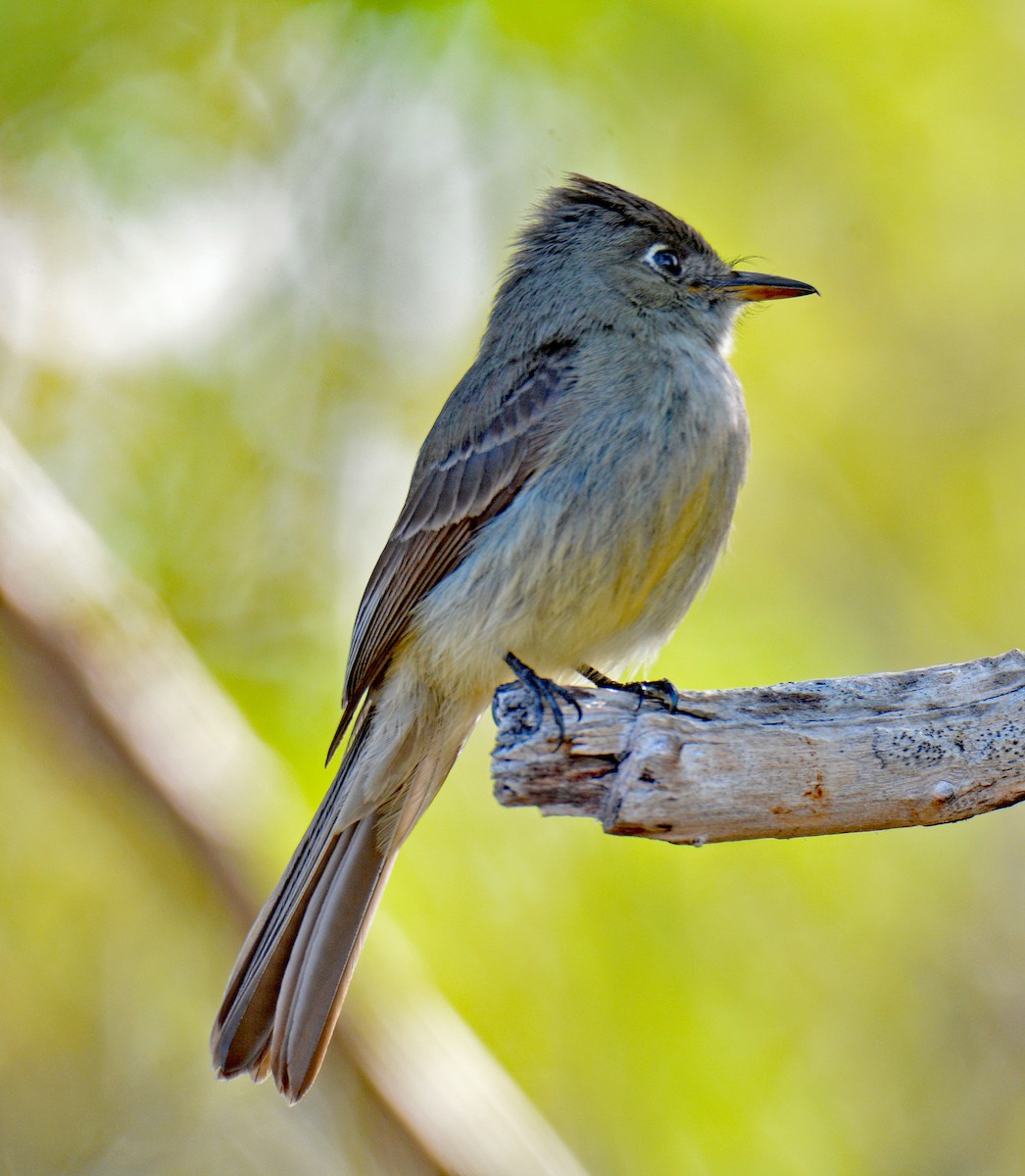Cuban Pewee - Michael J Good