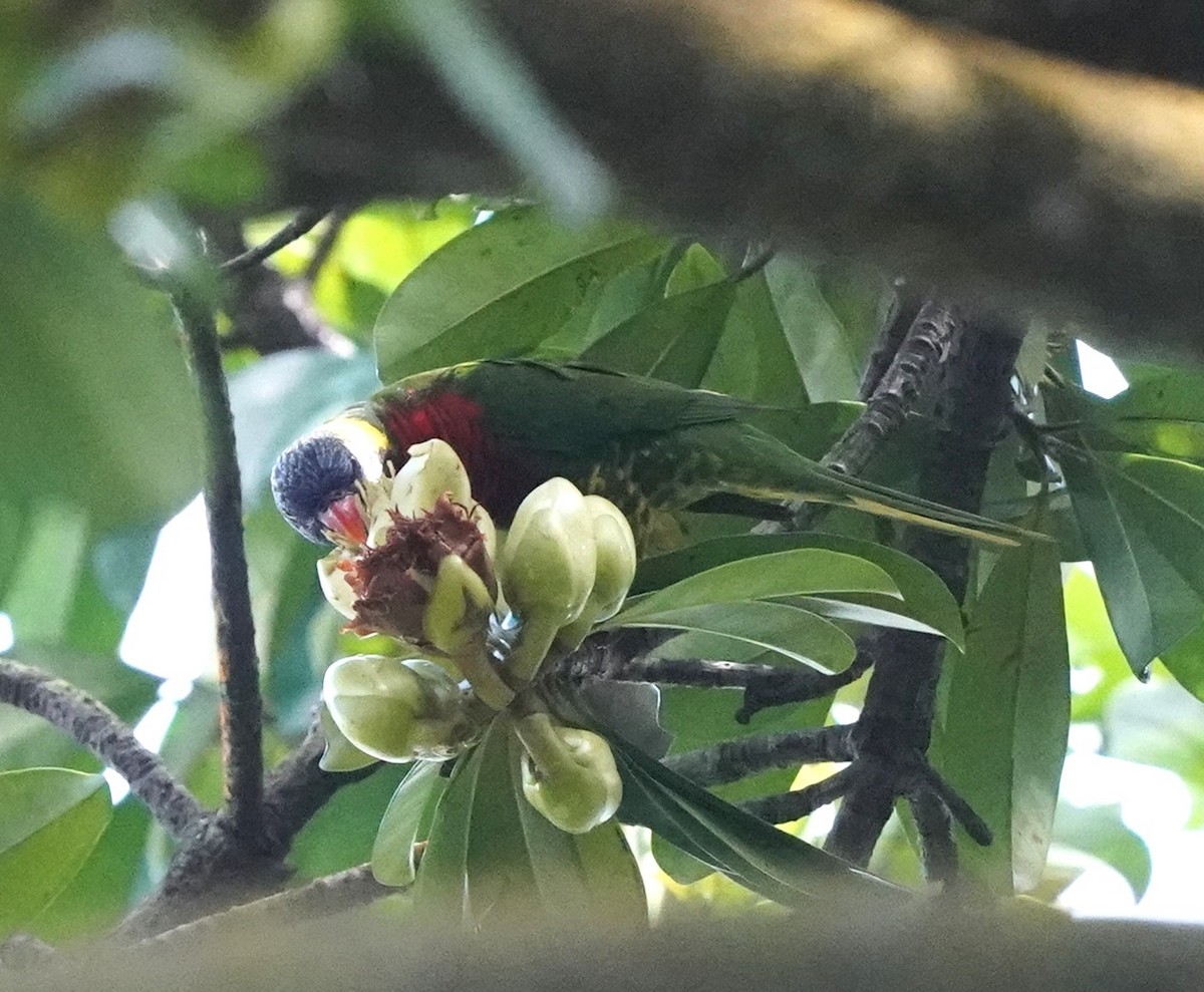 Coconut Lorikeet - ML633398134