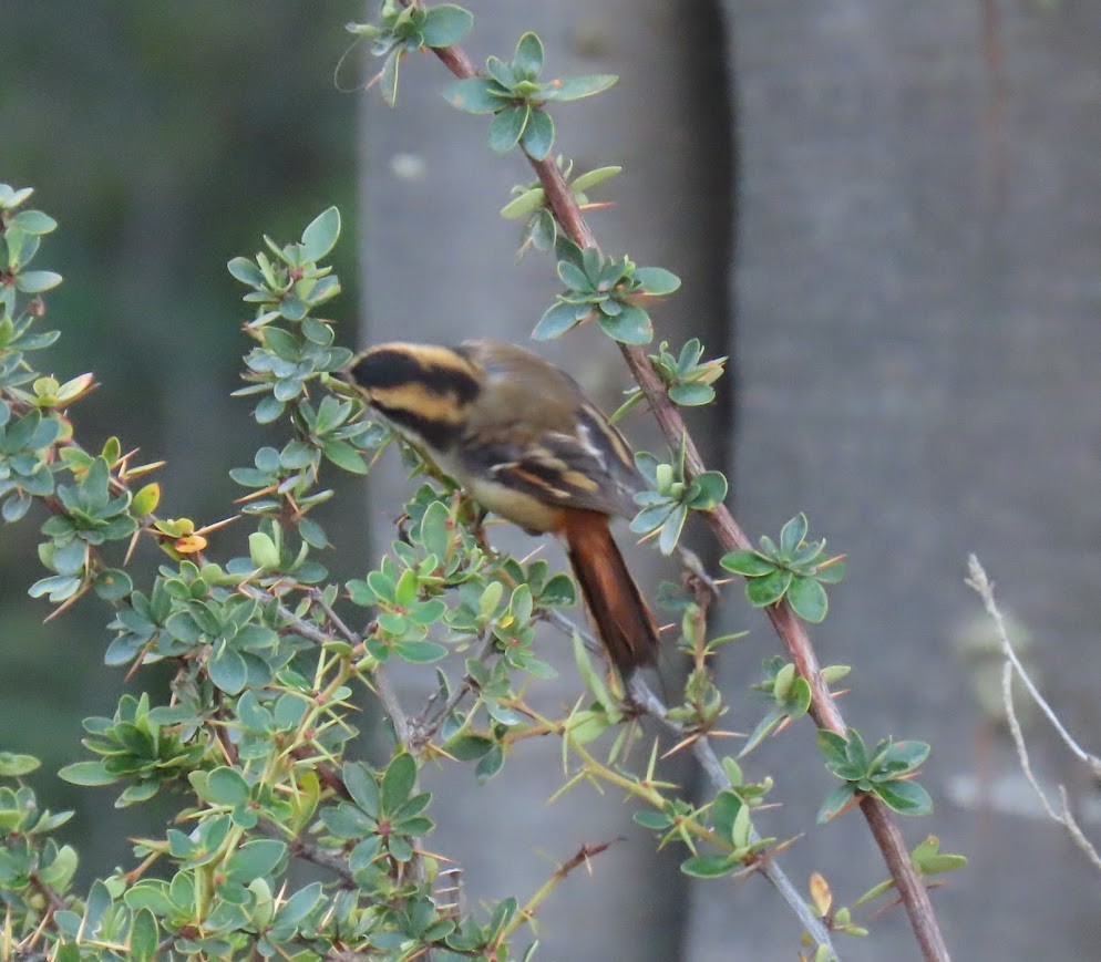 Thorn-tailed Rayadito - ML633398145