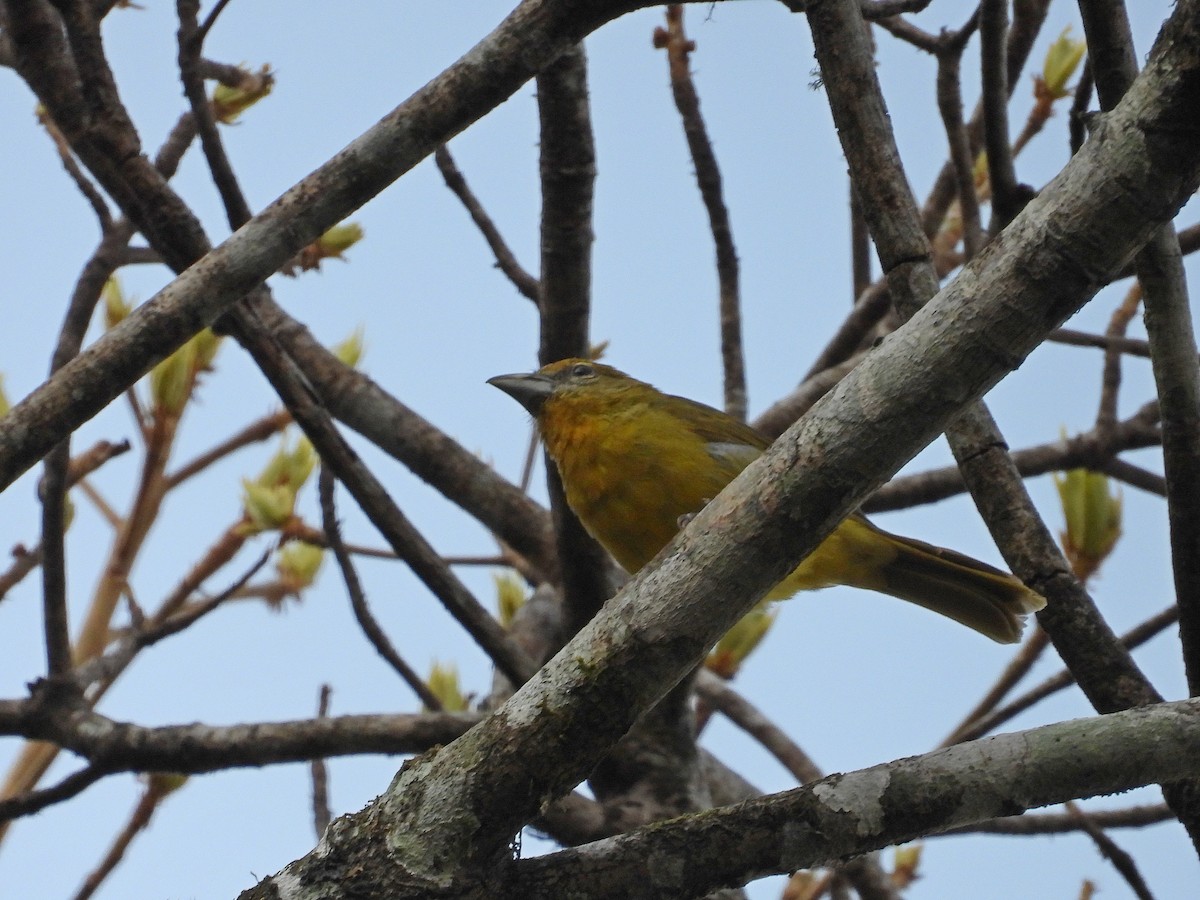 White-winged Shrike-Tanager - Kamil Cihak