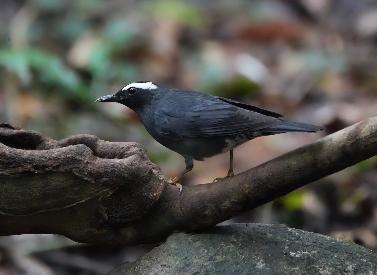 Siberian Thrush - ML633398158