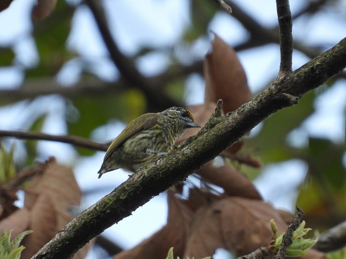Bar-breasted Piculet - ML633398161