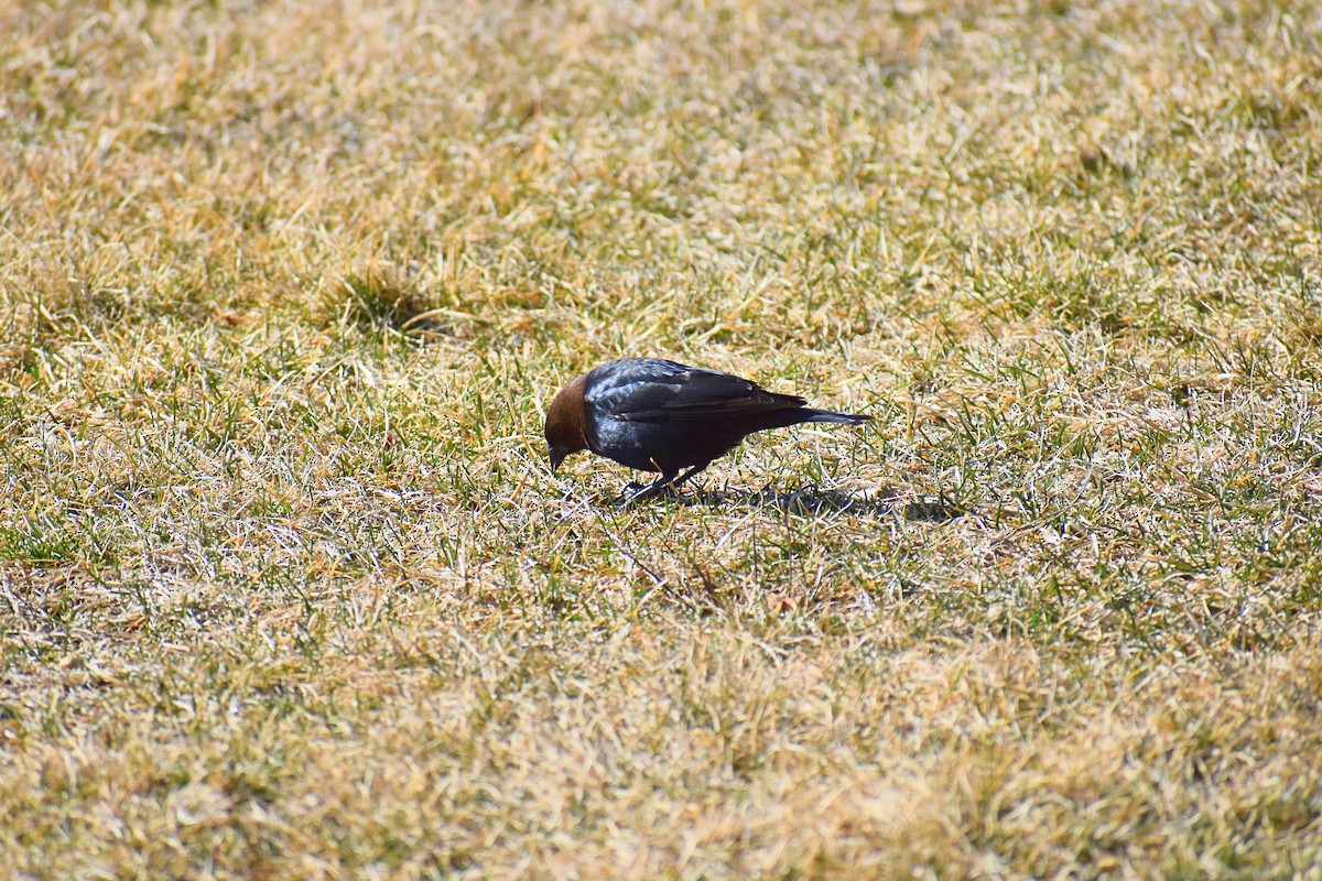 Brown-headed Cowbird - ML633398207