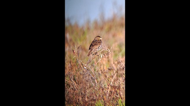 Savannah Sparrow (Belding's) - ML633398244
