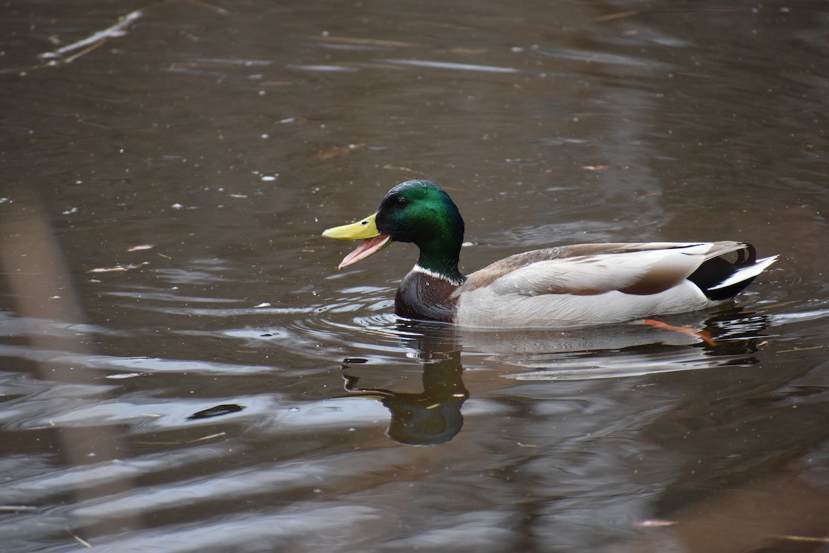 Mallard - ML633398265
